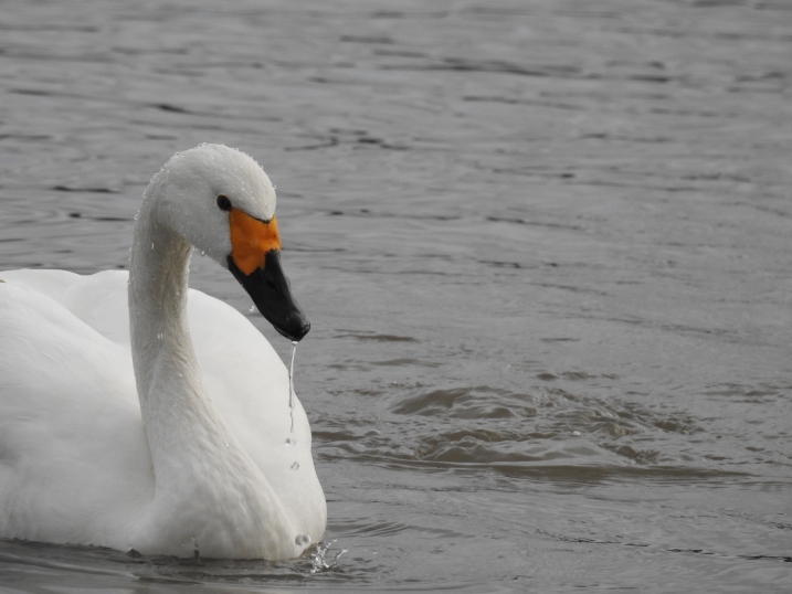 Bewick's swan on a lake